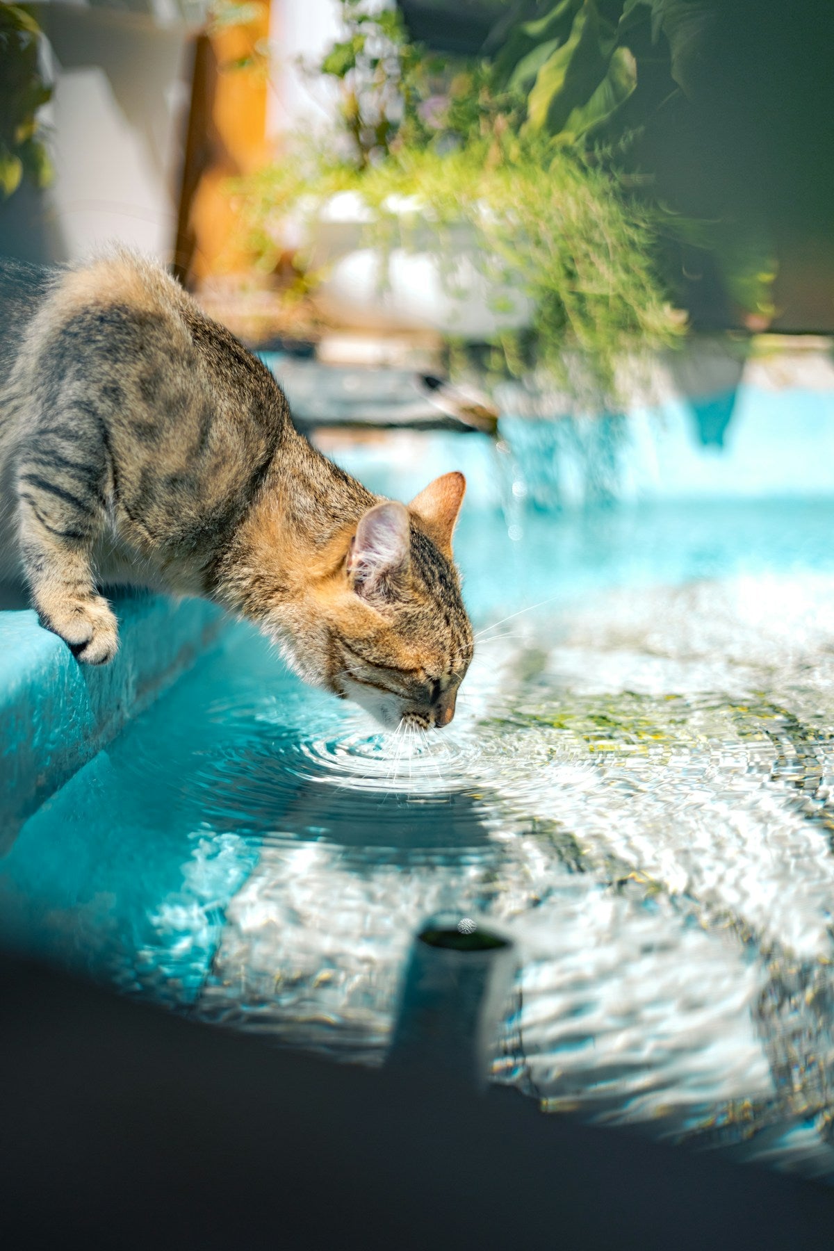 Cat drinking water for urinary tract health
