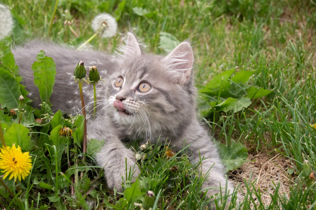 Spring Cat Care Checklist: Seasonal Dental & Ear Health Refresh Guide (2026)