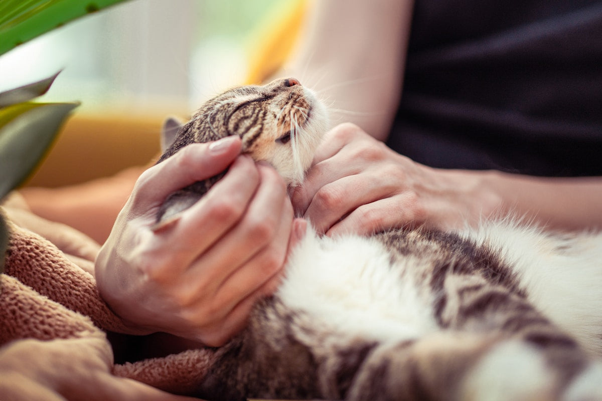 Cat Ear Care Products Compared: Wipes vs Drops vs Solutions (2026)