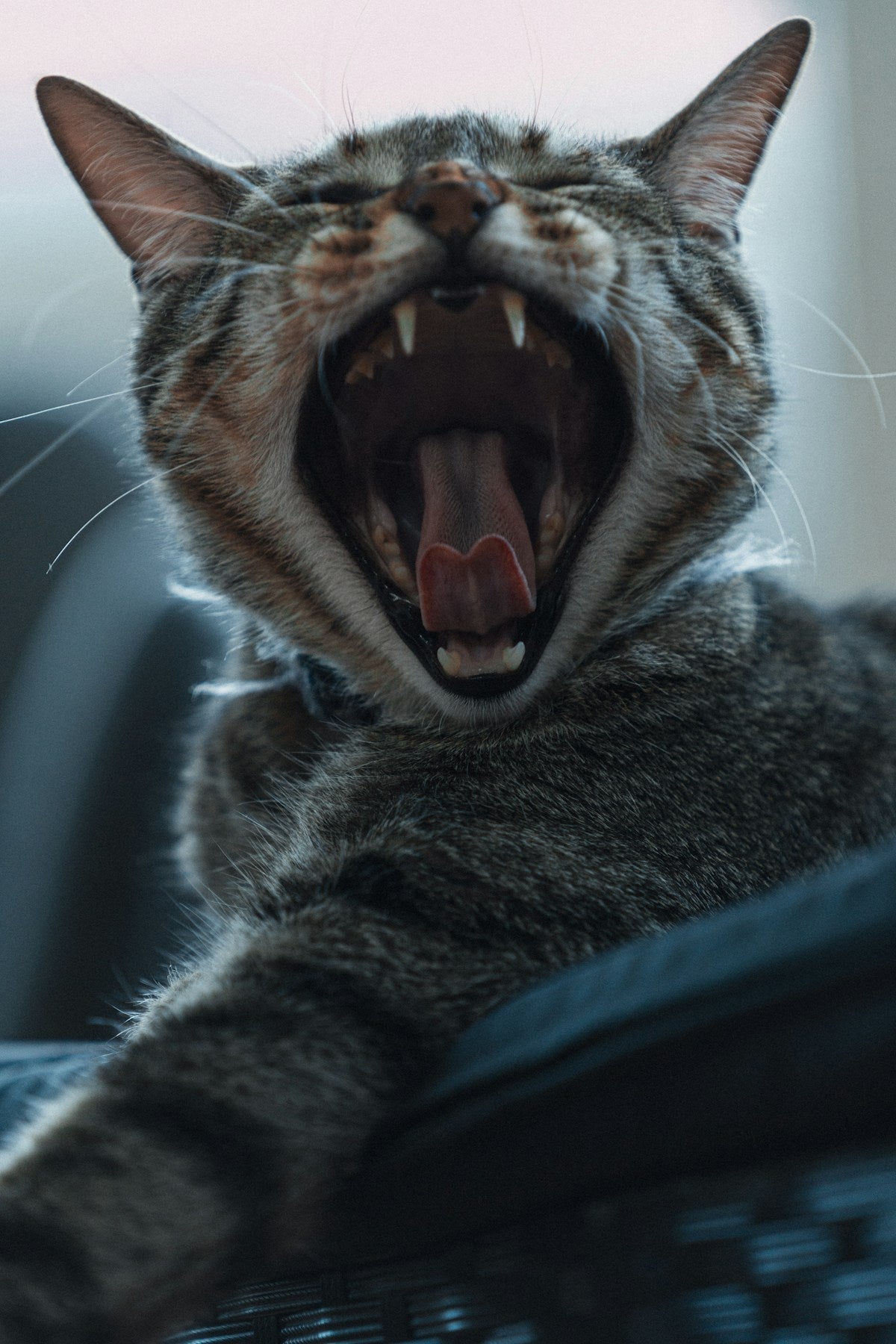 Best Cat Dental Powder: Complete Guide to Feline Teeth Cleaning Without Brushing (2026)