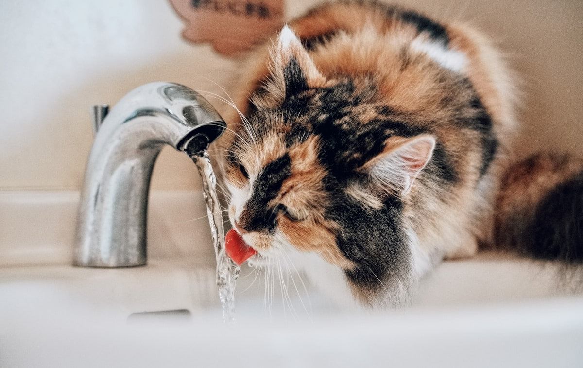 A cat drinking water from a faucet in a bathroom sink, representing summer hydration and dental health awareness