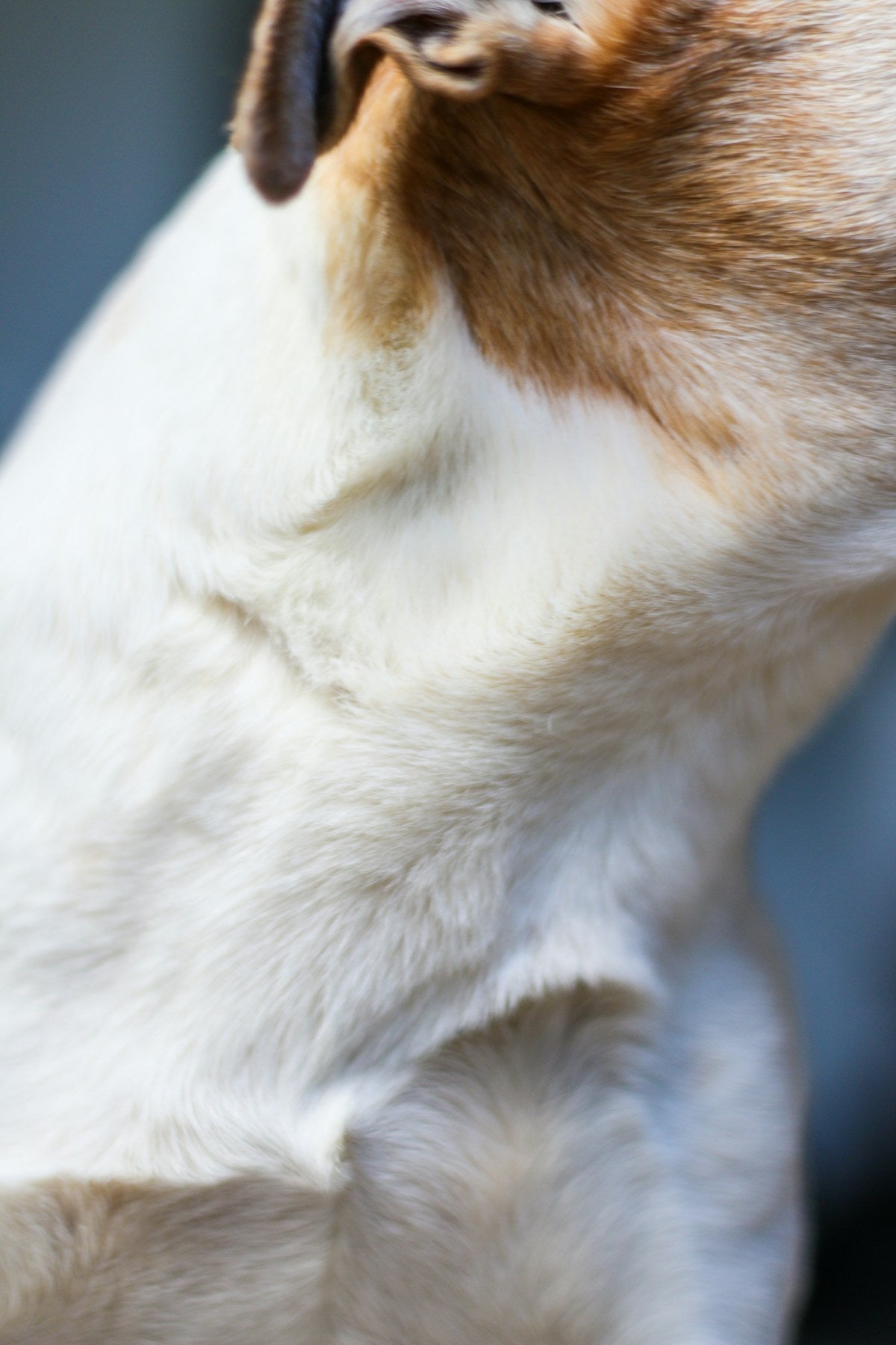 Close up of dog face showing ear for ear wax cleaning and care