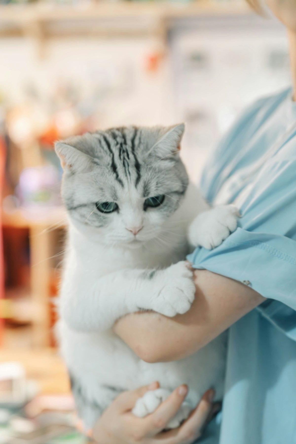Woman holding a cat in her arms