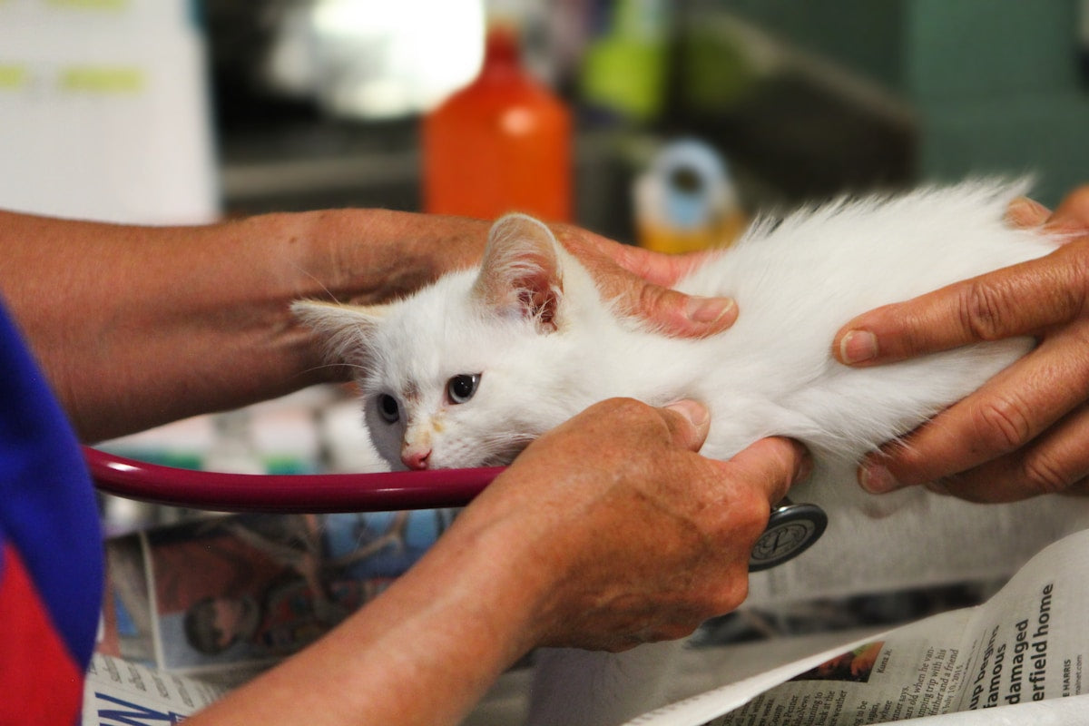 Kitten Ear Care: Complete Guide to Cleaning, Mites & Healthy Habits (2026)