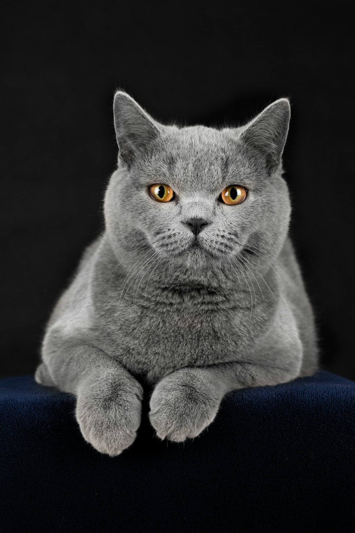 Chartreux Cat Dental Care: Breed Guide