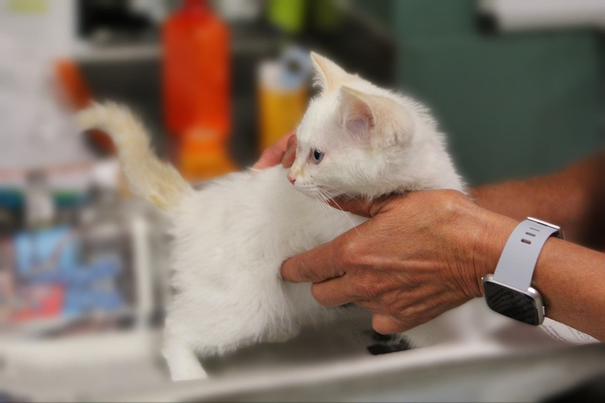 Veterinarian holding a kitten during a dental health examination