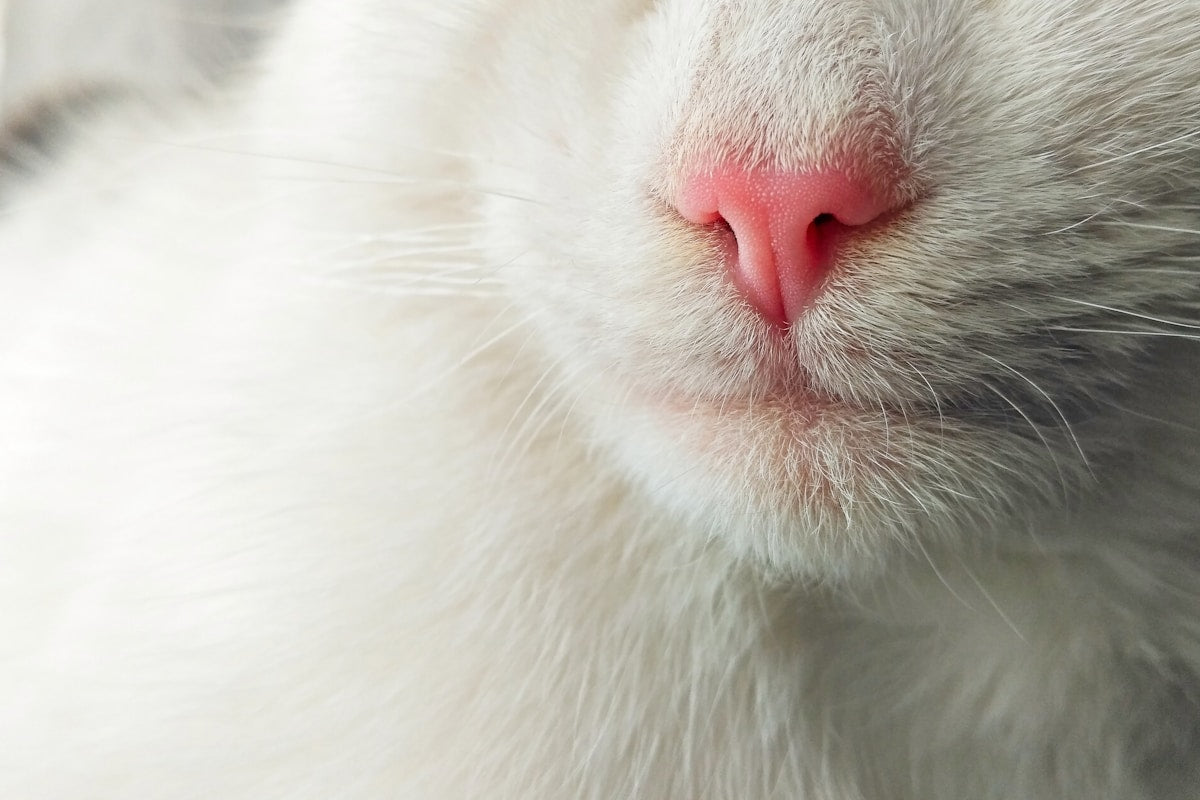 Close-up of a white cat's face
