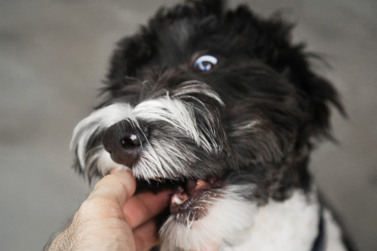 Puppy Dental Care: Complete Guide to Cleaning & Healthy Habits (2026)