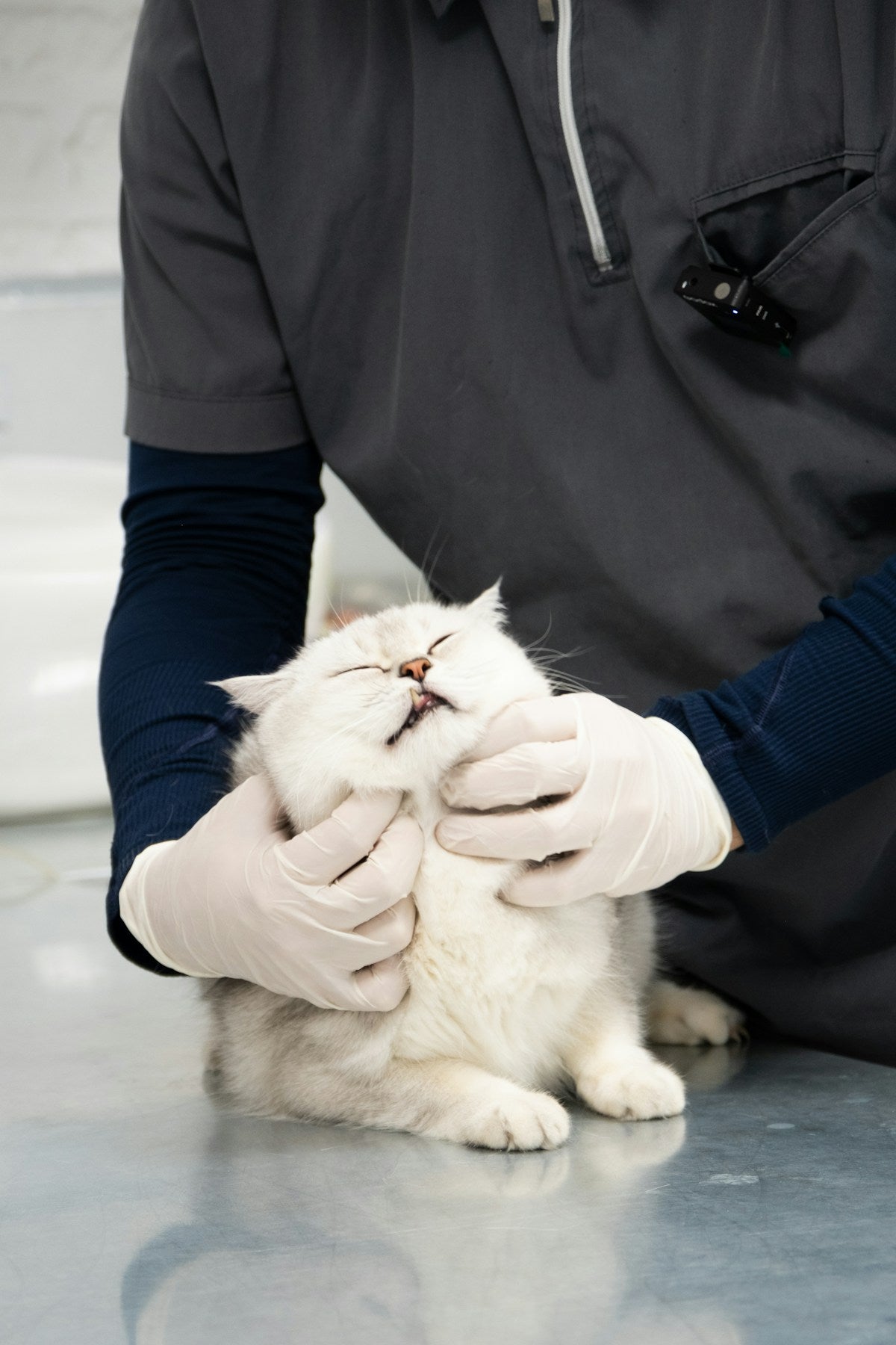 Pet Dental Care After Surgery: How to Clean Teeth & Gums Post-Procedure (2026)
