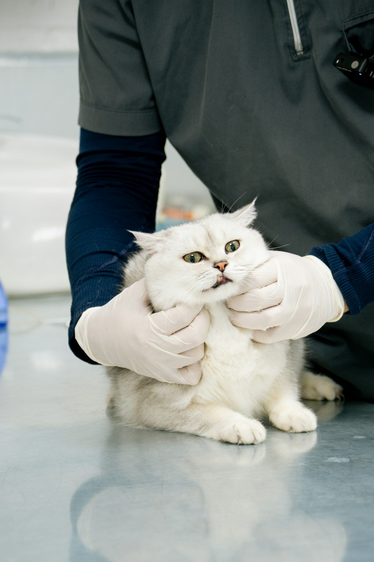 Cat Dental Abscess: Signs & Home Care (2026)