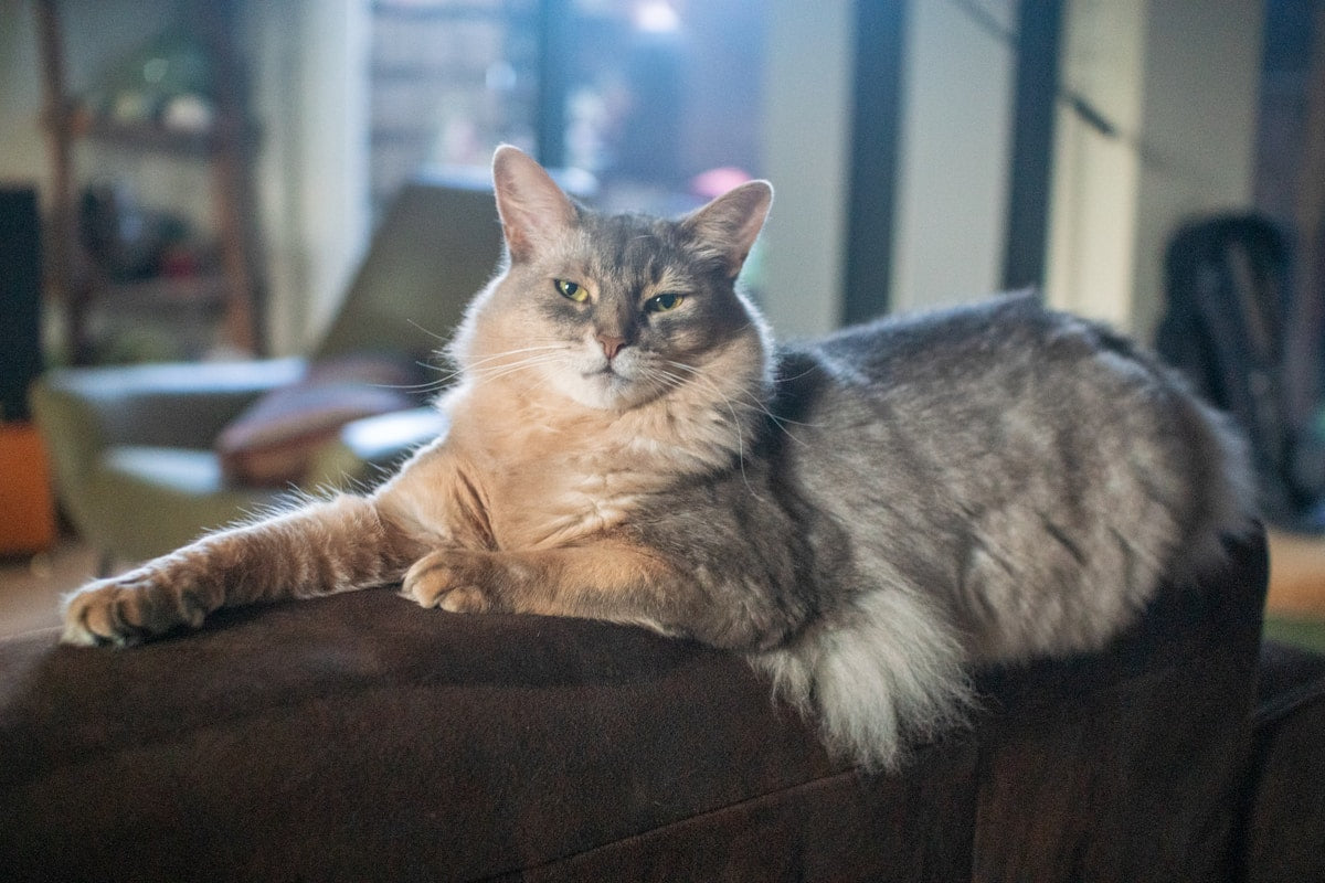 Somali cat resting for Somali cat ear care guide