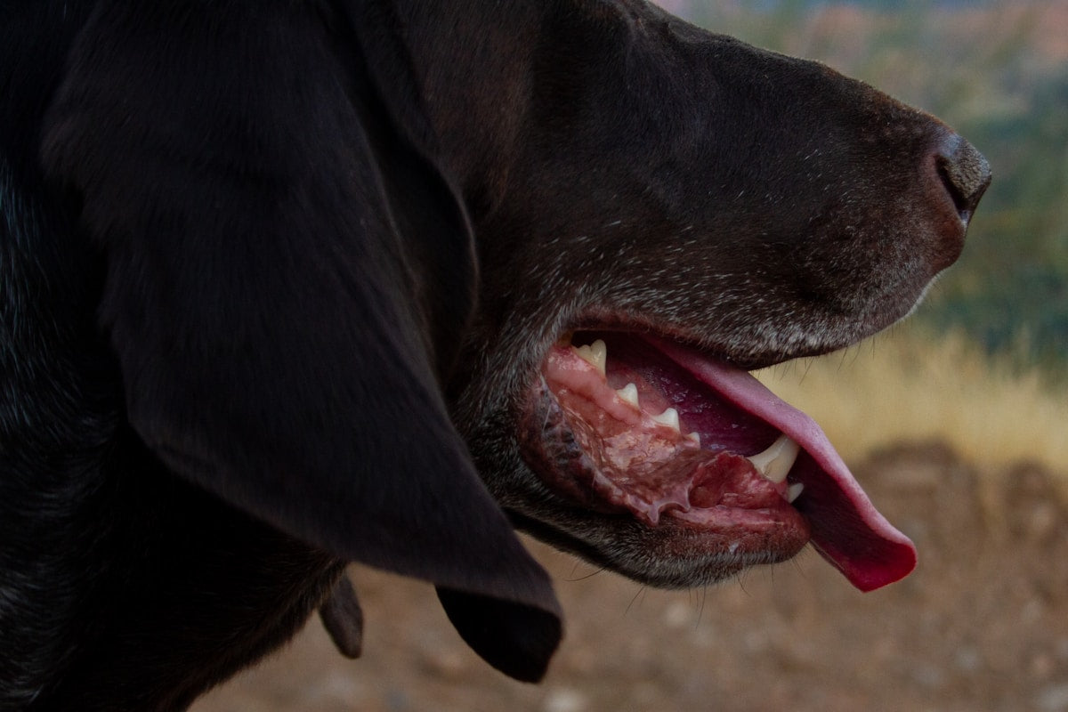 close up of a dog's open mouth