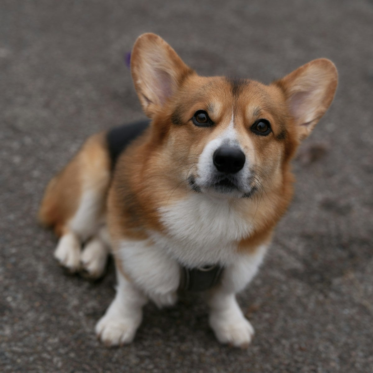 Corgi and Short-Legged Dog Dental Care: Breed-Specific Oral Health Guide (2026)