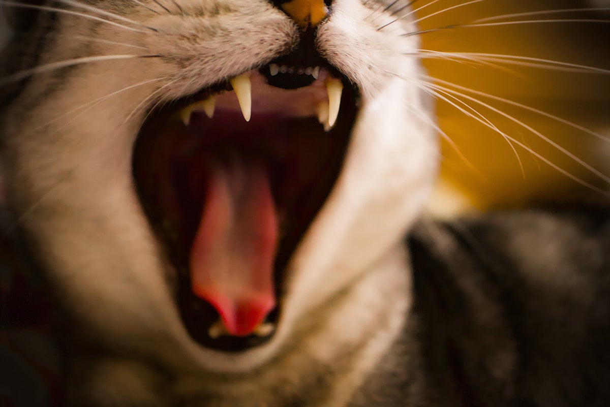 Cat Gum Disease: How to Spot Gingivitis Before It Becomes Periodontitis (2026)