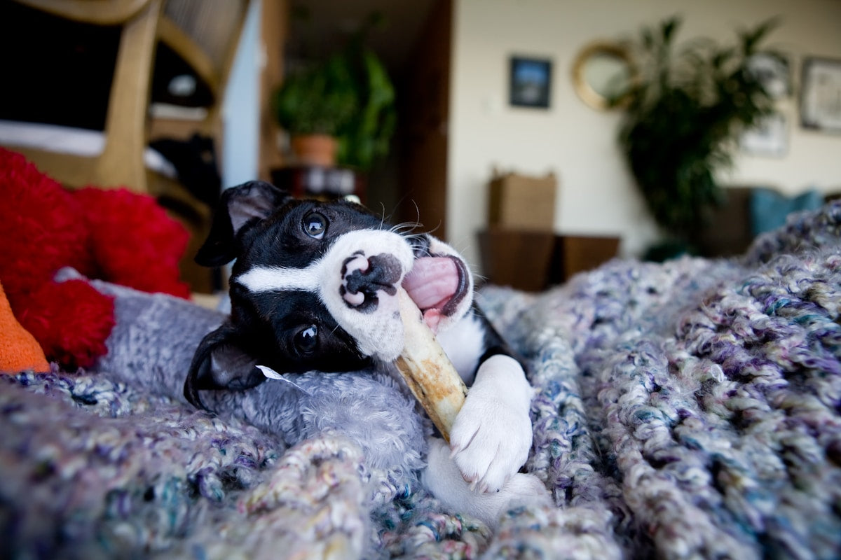 Puppy Dental Products Buyer's Guide: Best Gear for Your Growing Pup (2026)