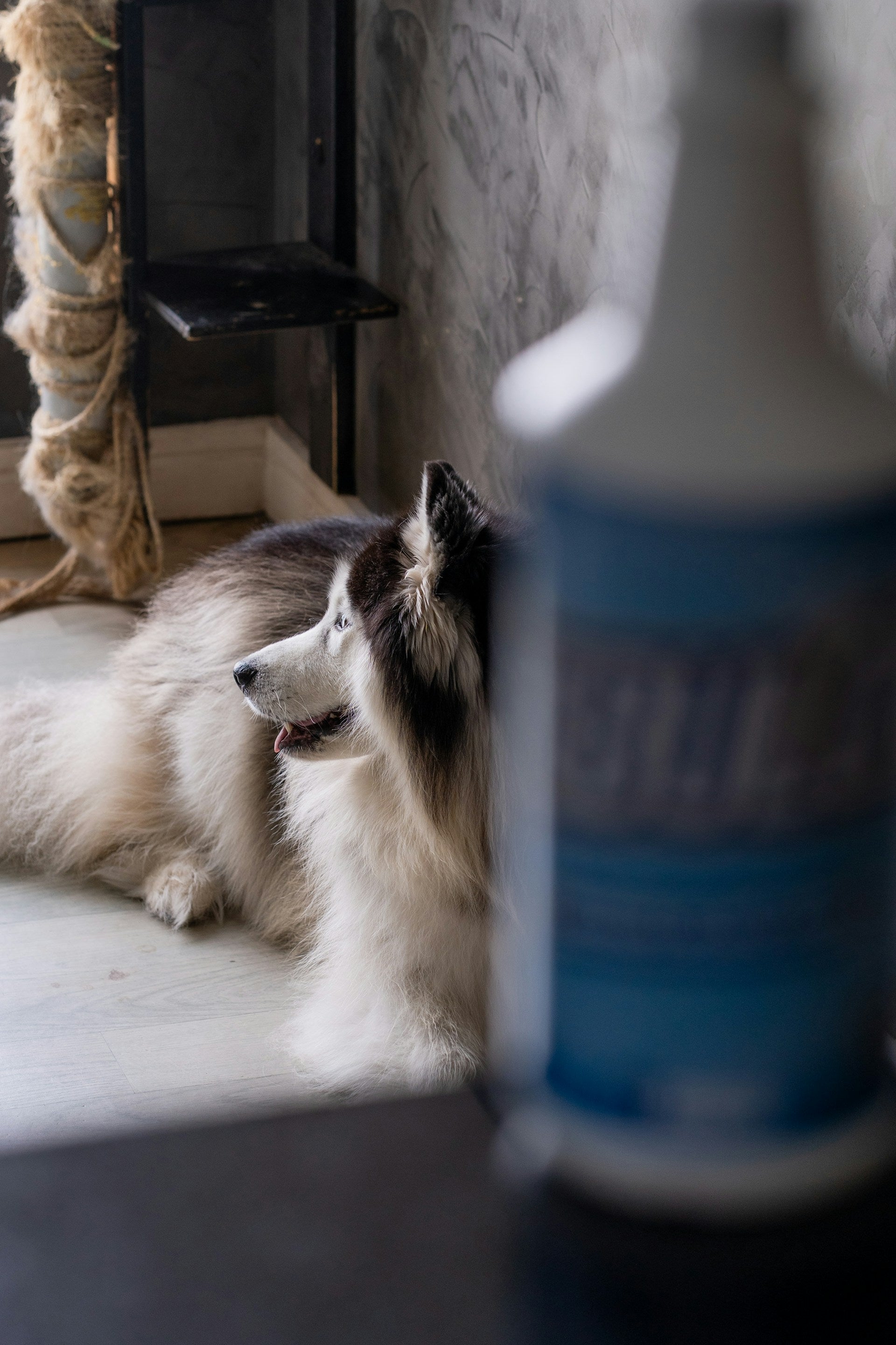 Dog Breath Spray Guide: Benefits, How to Use & Does It Work? (2026)