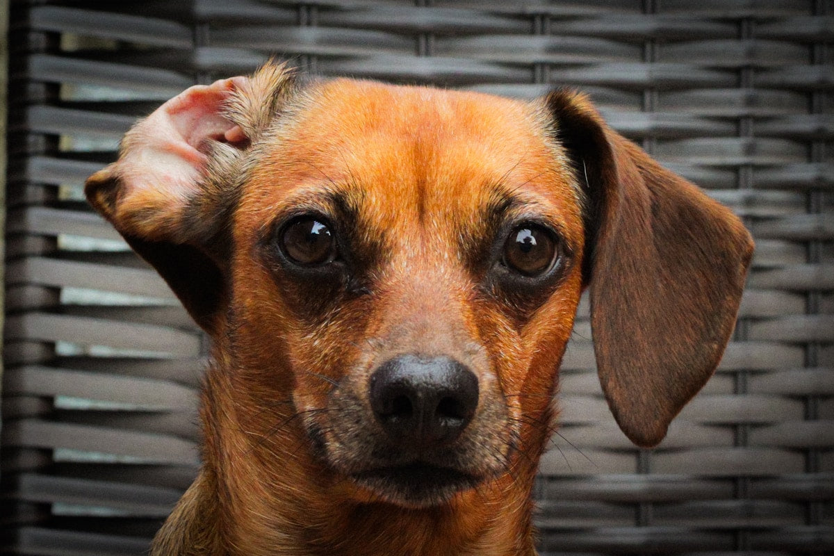 Dog Ear Wax Buildup: Causes, Symptoms & Safe Removal Guide (2026)