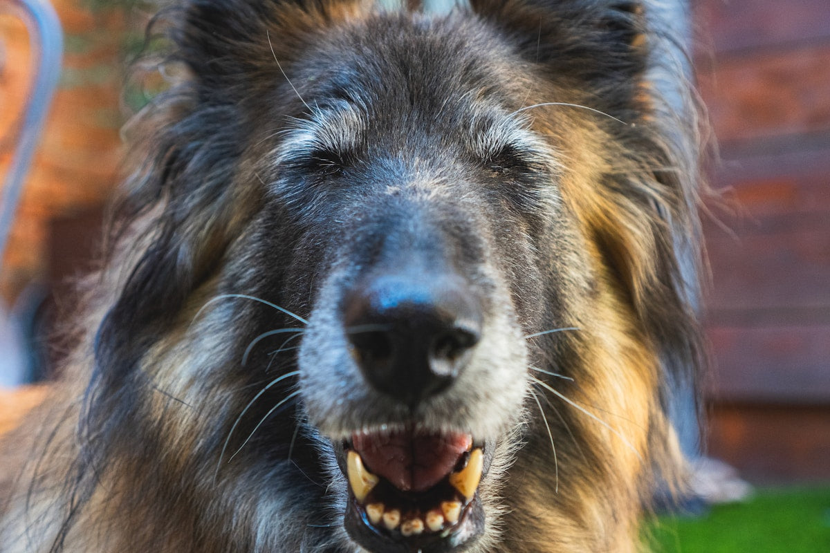Senior dog smiling with mouth open - oral health for older dogs