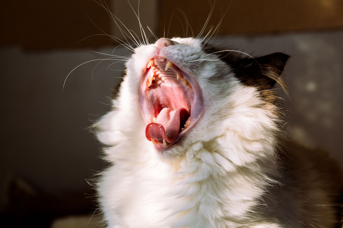 Cat Periodontal Disease: Symptoms, Stages & Home Care Guide for Feline Owners (2026)