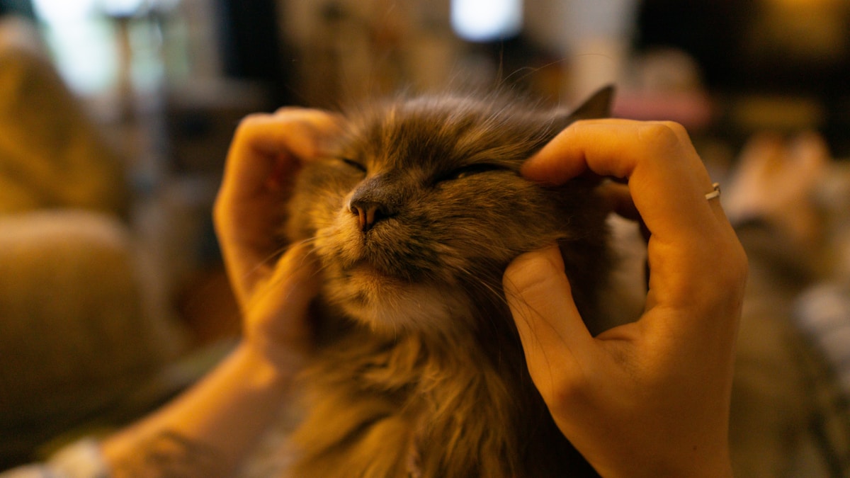 How to Clean Cat Ears at Home: Step-by-Step Guide for Beginners (2026)