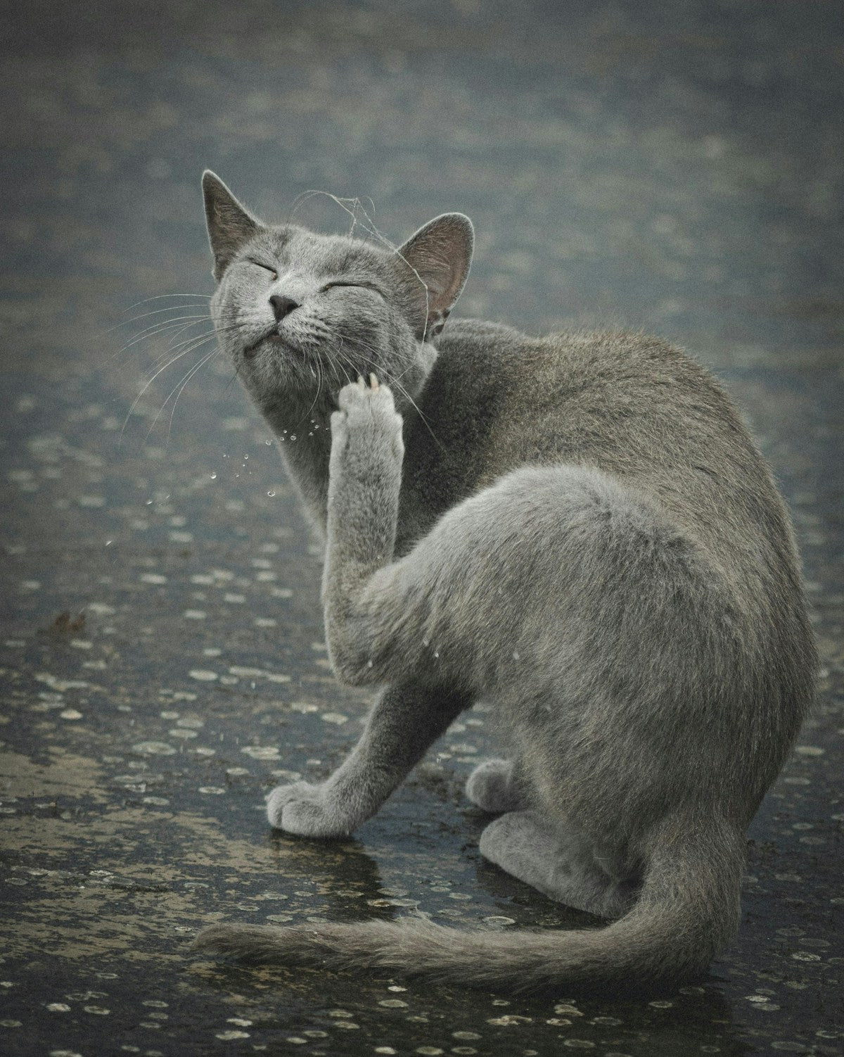 Grey cat scratching its ear
