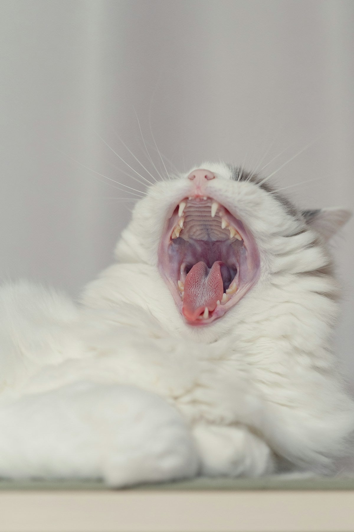 cat showing teeth