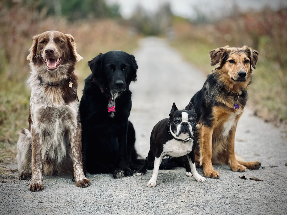 Dog Ear Cleaning Frequency: How Often to Clean by Breed & Lifestyle (2026)