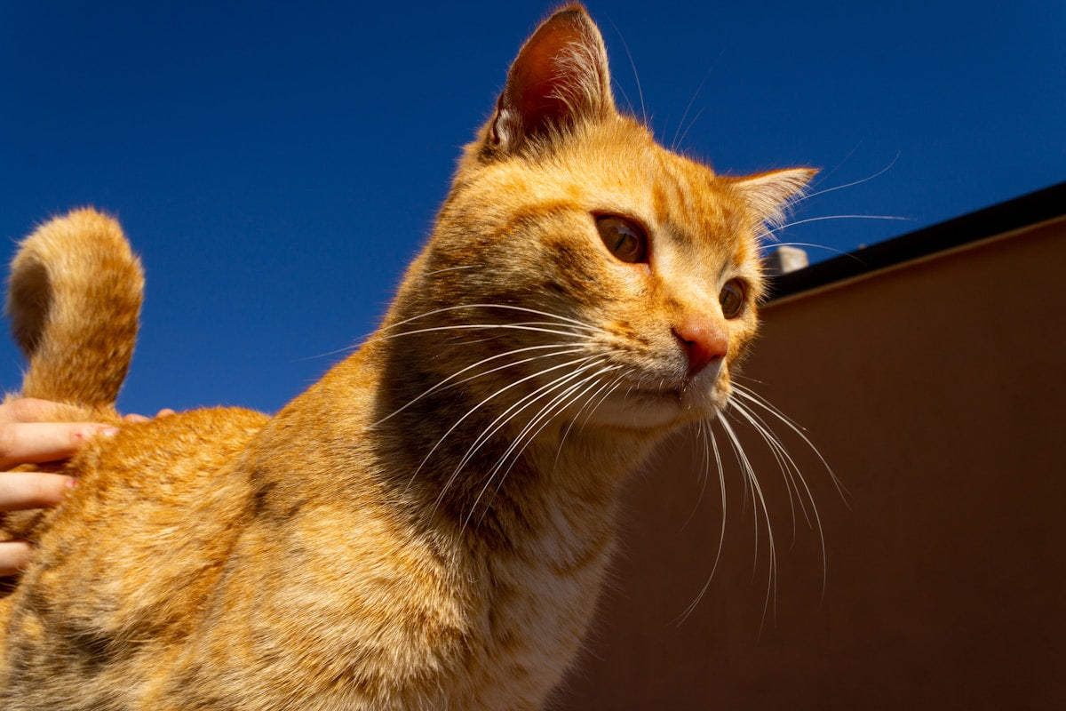 Ginger cat with healthy ears looking to the side