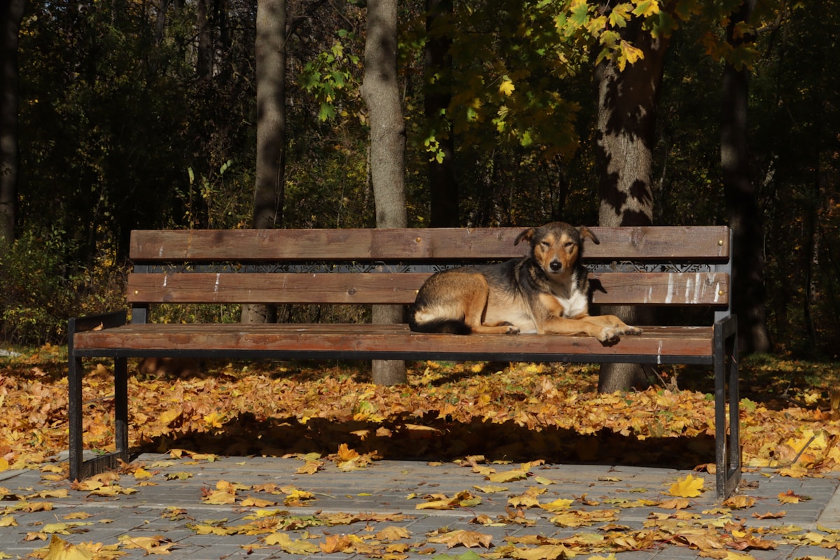 Dog on park bench in autumn leaves for fall pet care article