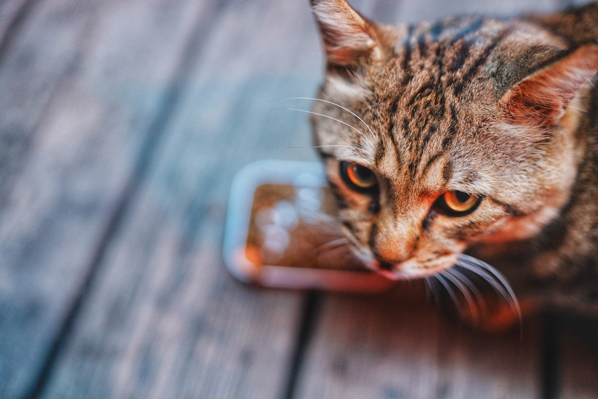 Best Cat Food for Dental Health: What to Feed Your Cat for Cleaner Teeth (2026)