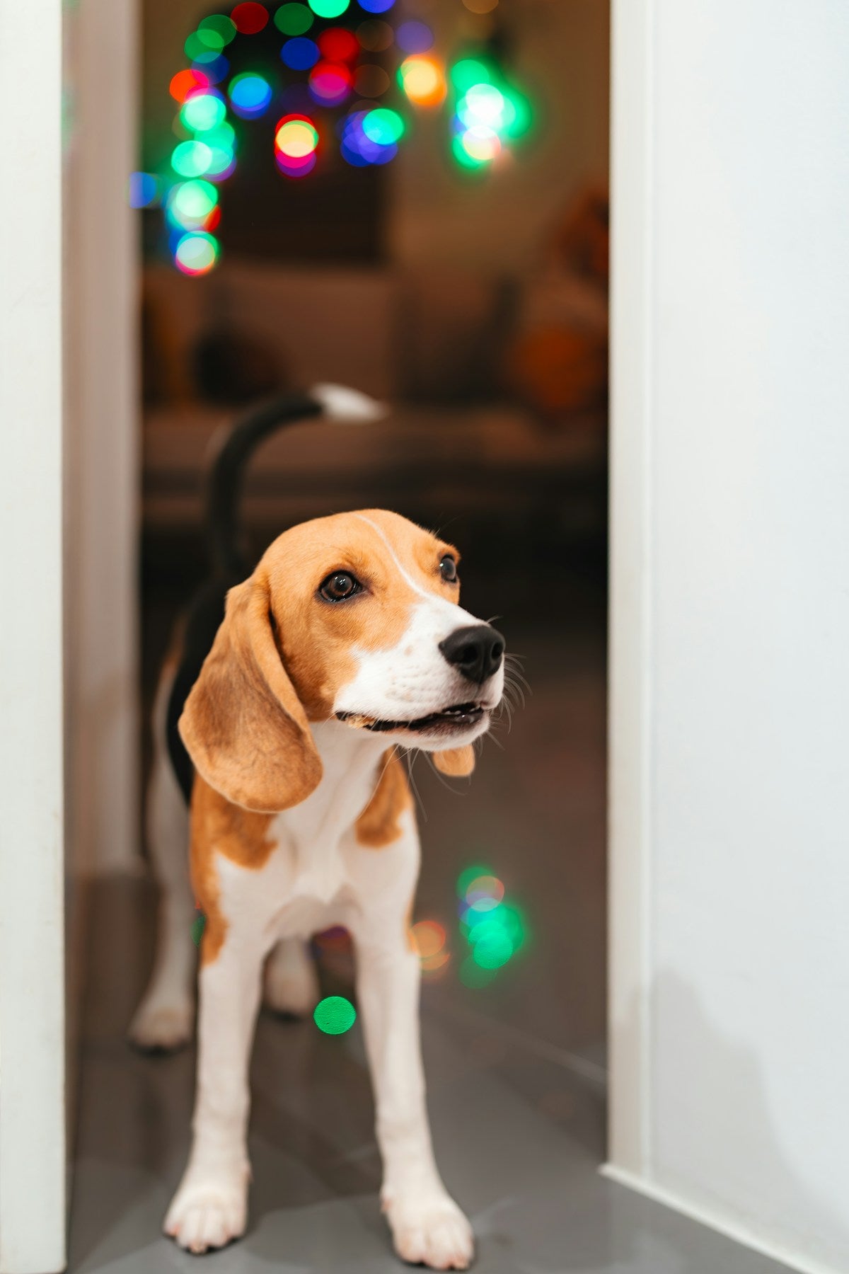 A dog with floppy ears