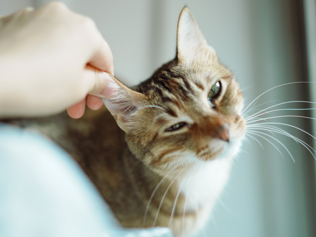 Cat Ear Infections vs Ear Mites: Complete Guide to Symptoms, Cleaning & Prevention (2026)