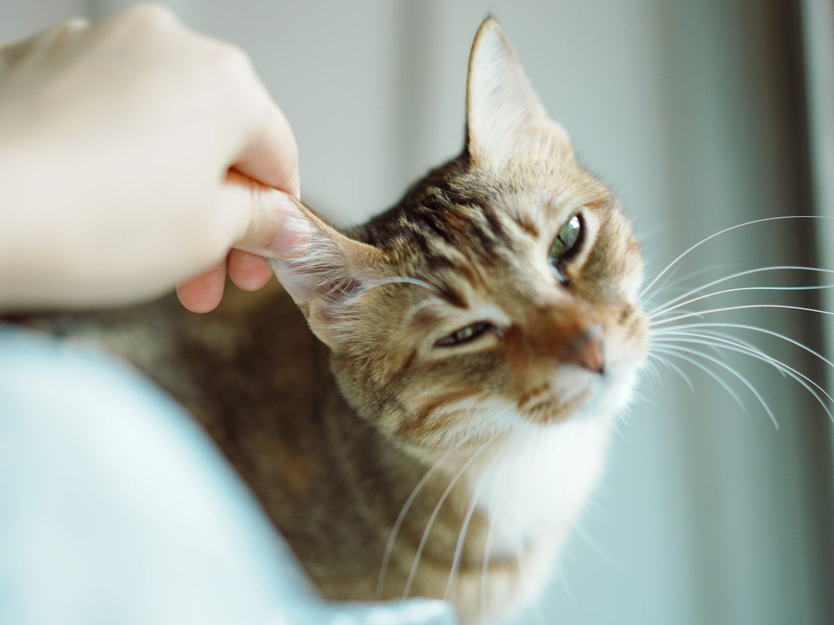 Hand gently cleaning cat's ear - dry ear cleaning method for cats