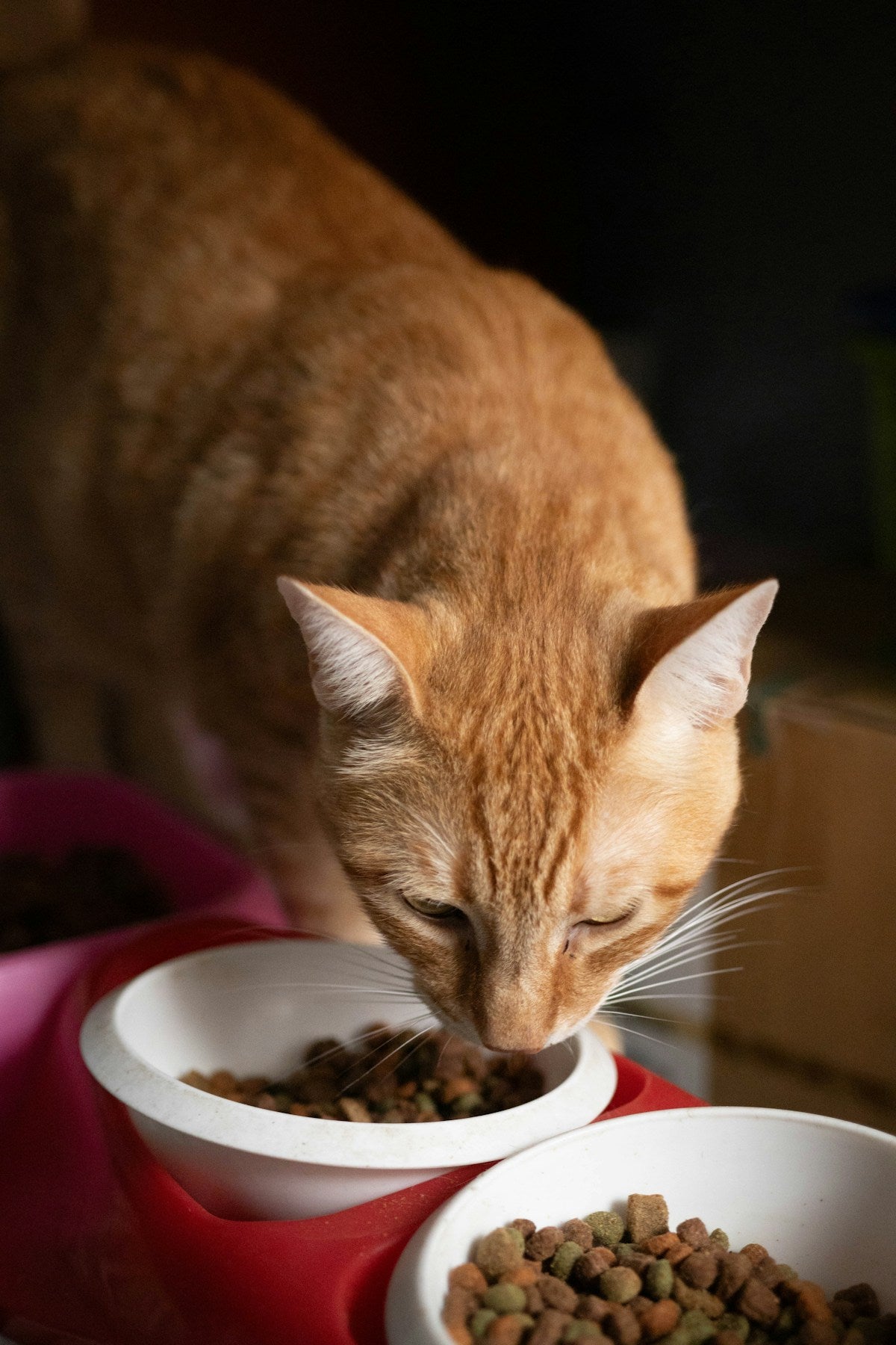 Does Kibble Clean Cat Teeth? Dry Food & Dental Health Myth (2026)