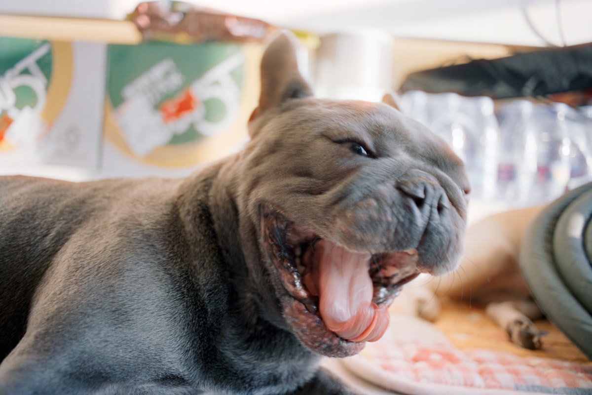 Brachycephalic Dog Dental Care: Flat-Faced Breed Oral Health Guide (2026)