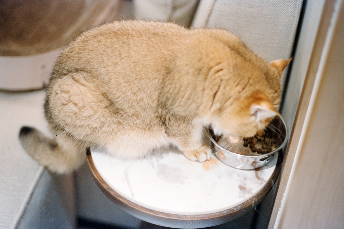 Golden cat eating from a bowl