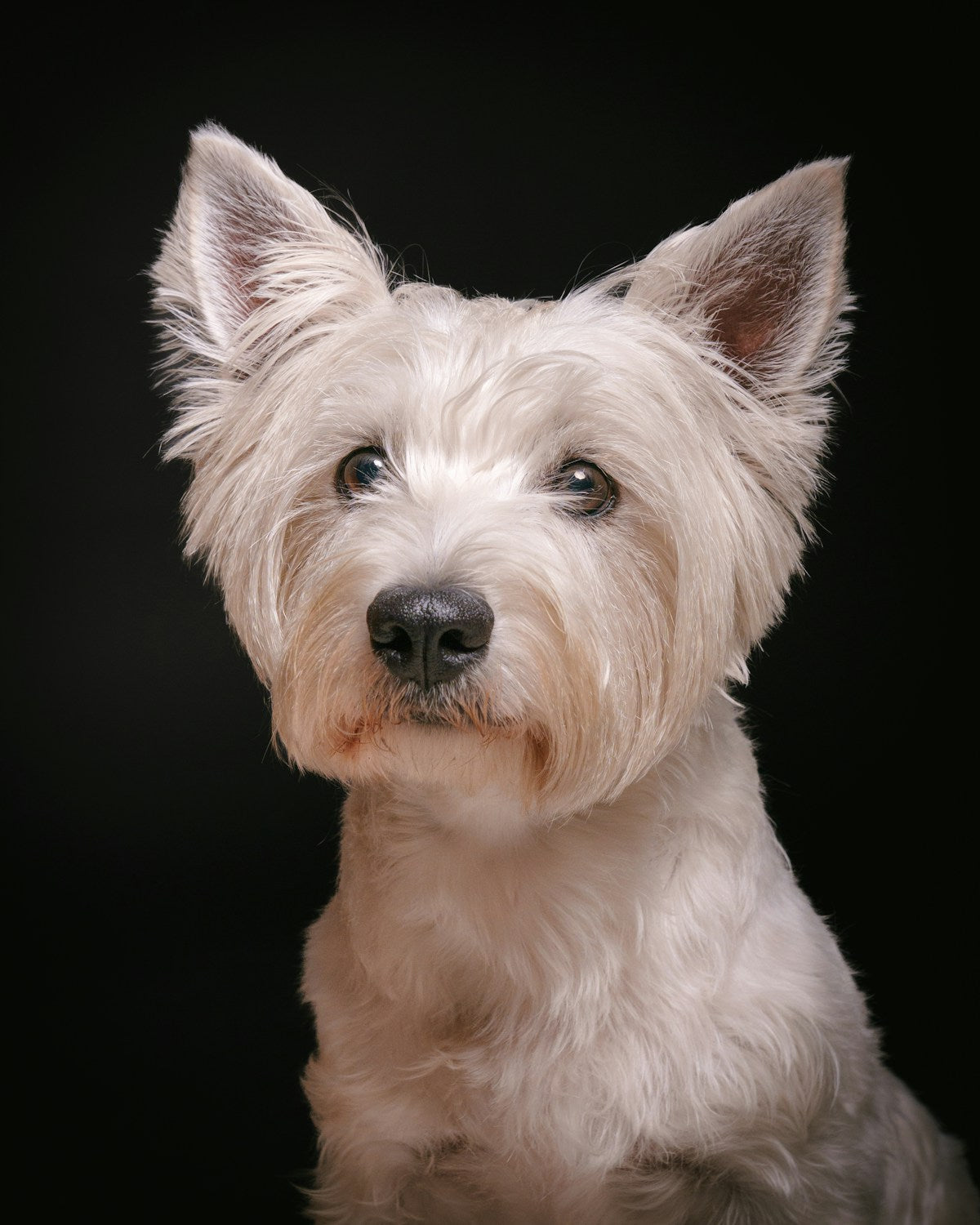 Dog Ear Infection Prevention: Complete Maintenance Routine for Healthy Ears (2026)
