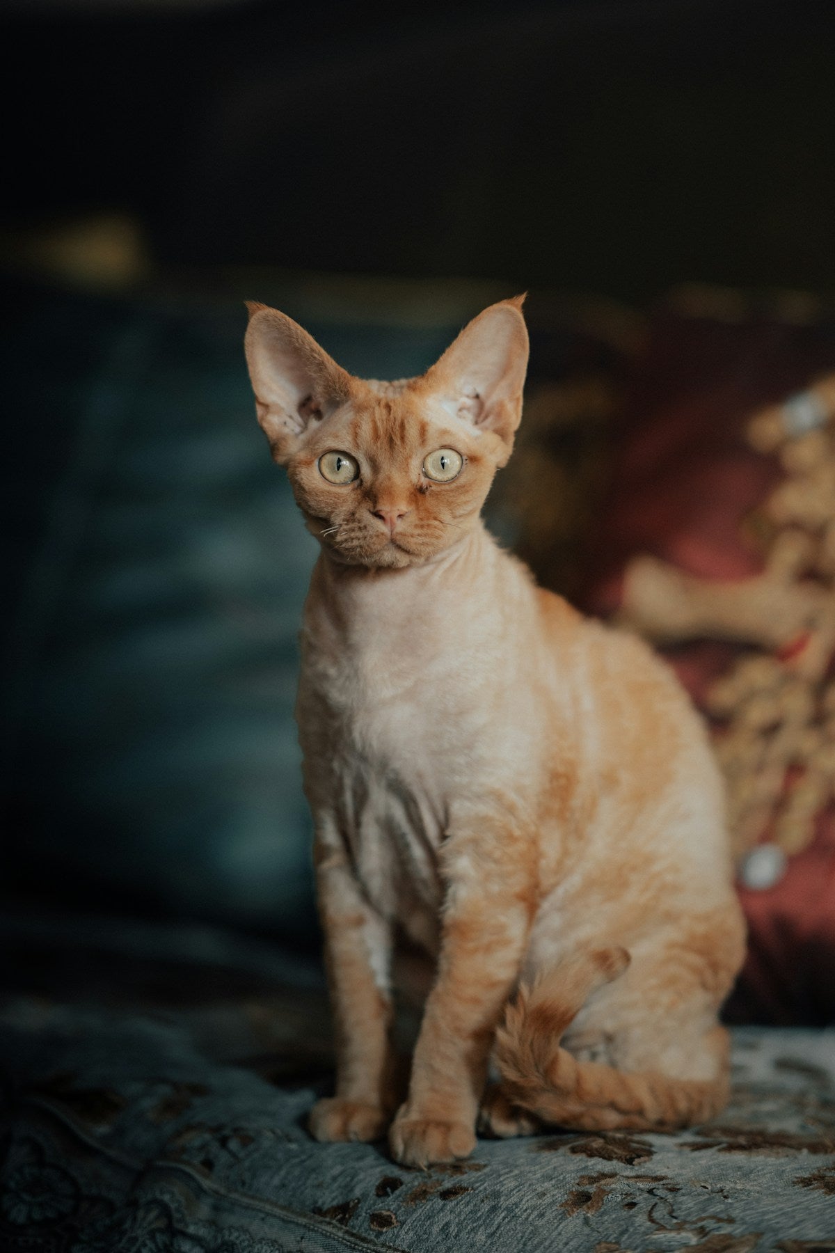 Curly-coated Rex cat — Cornish Rex dental care guide