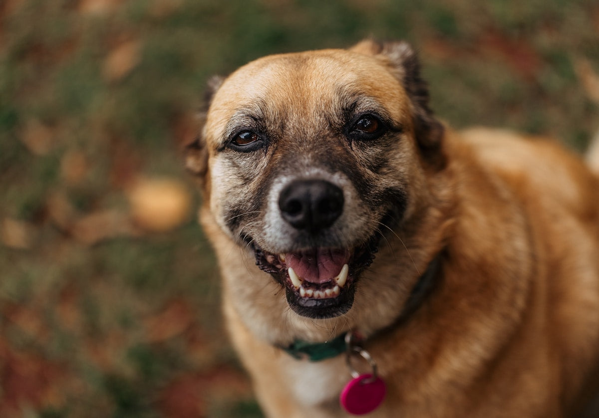 No-Brush Dog Breath Solutions 2026: Natural Alternatives to Traditional Dental Care