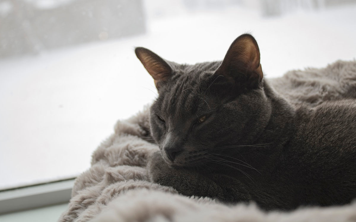 Winter Pet Ear Care: Cold-Weather Guide for Dogs & Cats (2026)