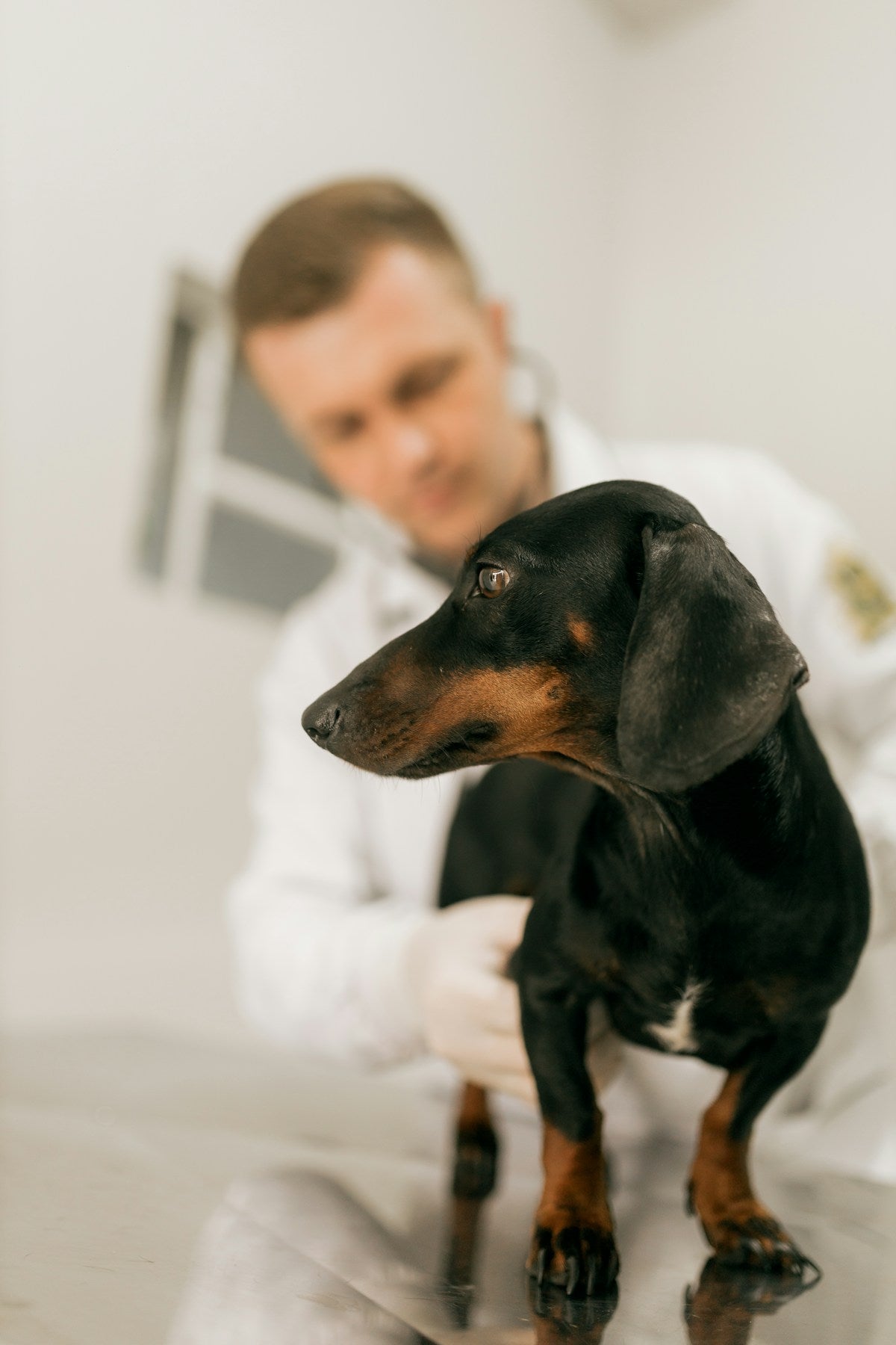 Dog Ear Wax vs Ear Infection: How to Tell the Difference (2026)