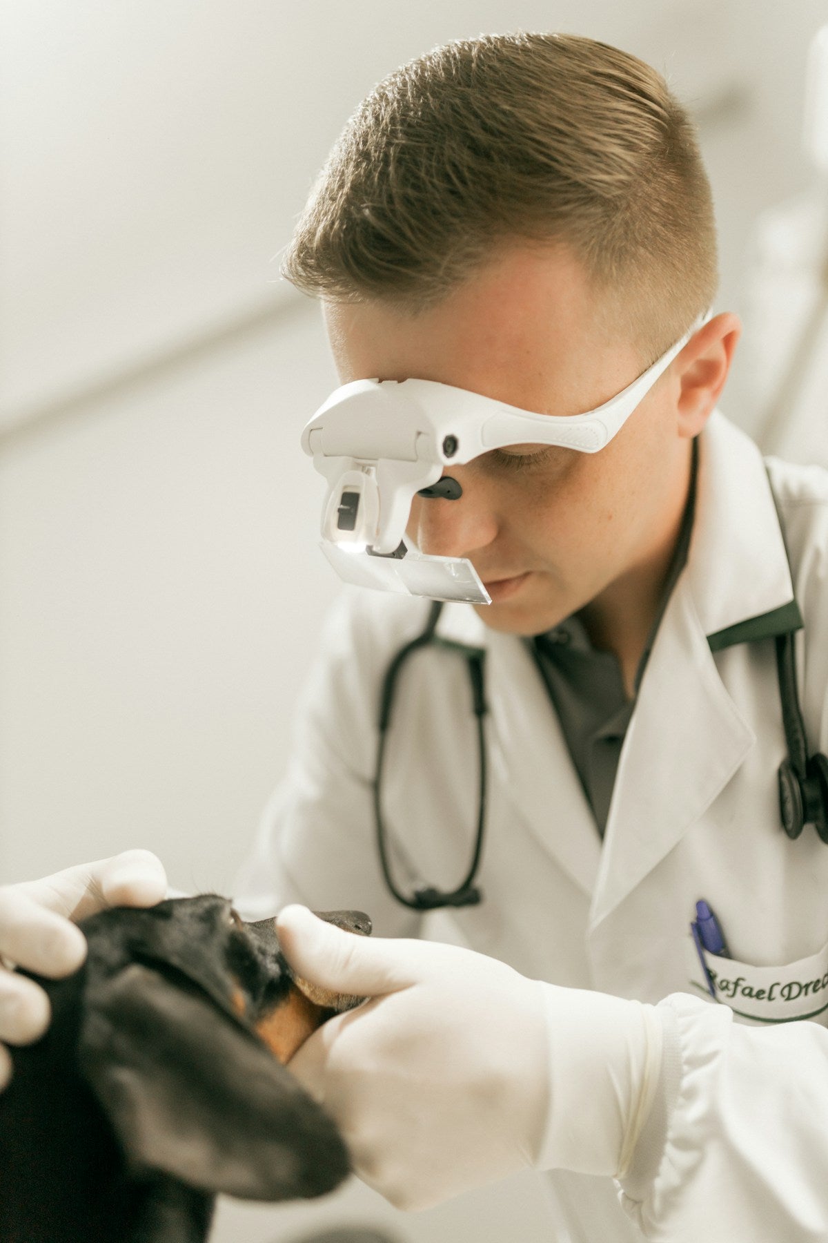 Veterinarian examining dog teeth for dental health check and bad breath causes