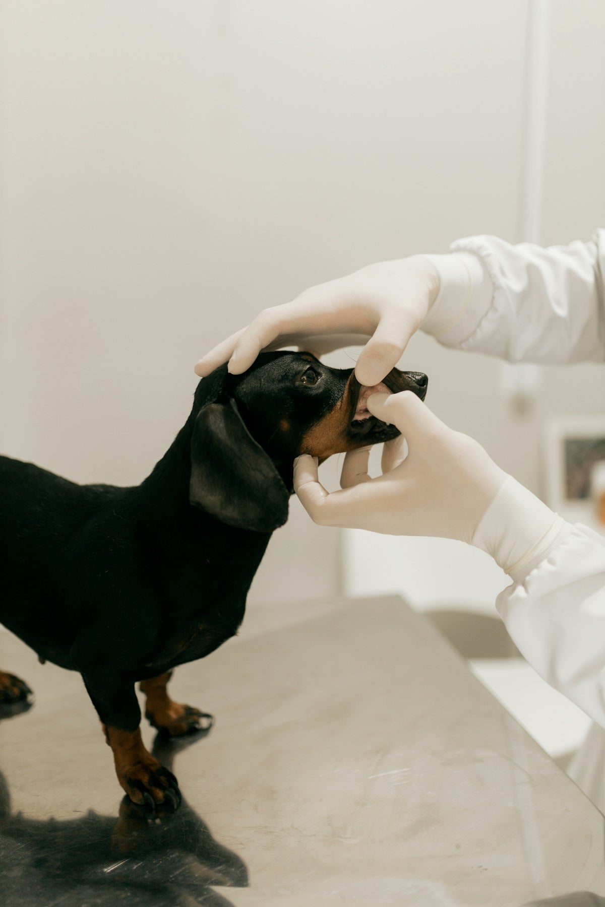 How to Start a Daily Dog Dental Routine: Step-by-Step Guide for Beginners (2026)