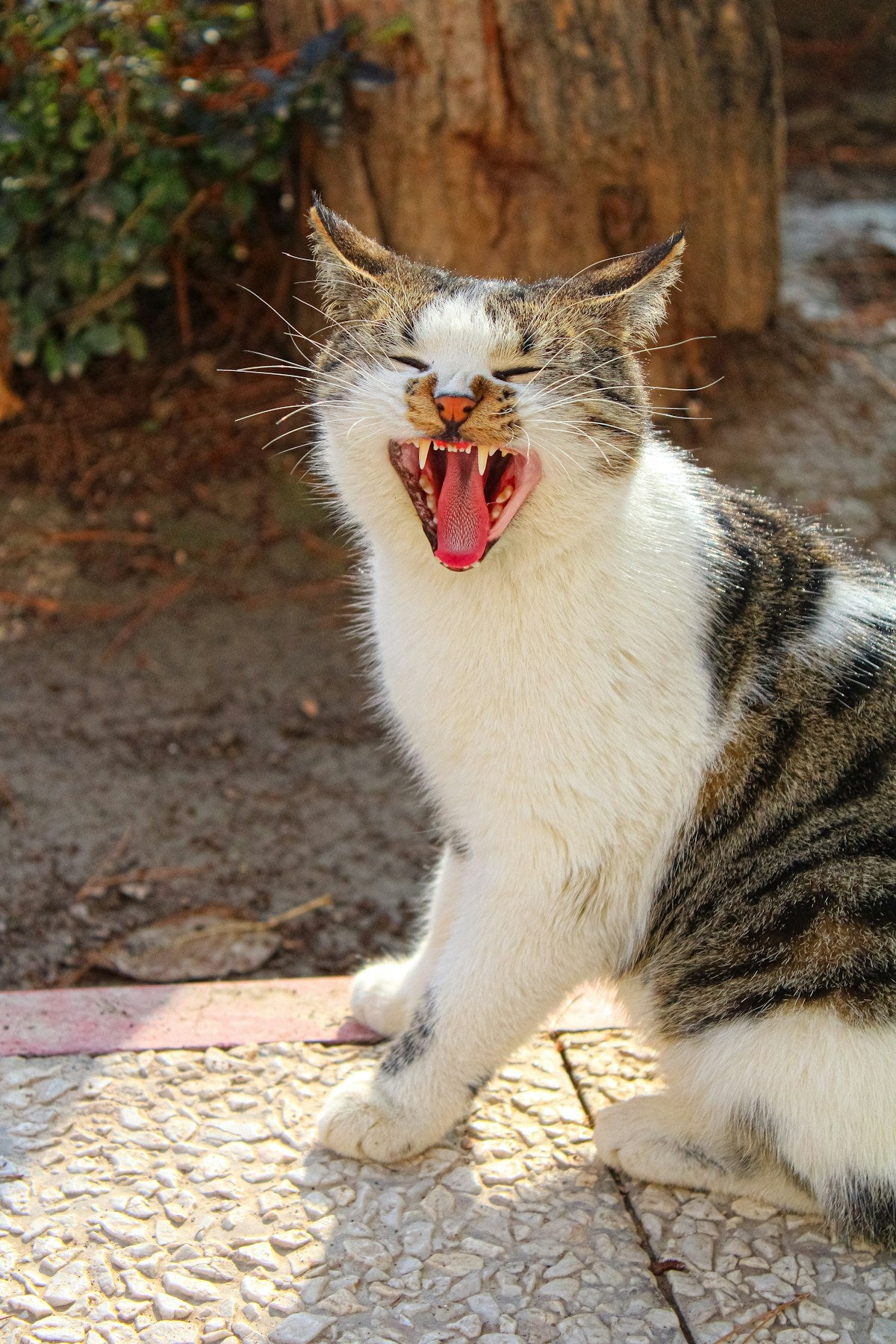 Cat Breath Fishy Smell: Causes & Treatment Guide (2026)