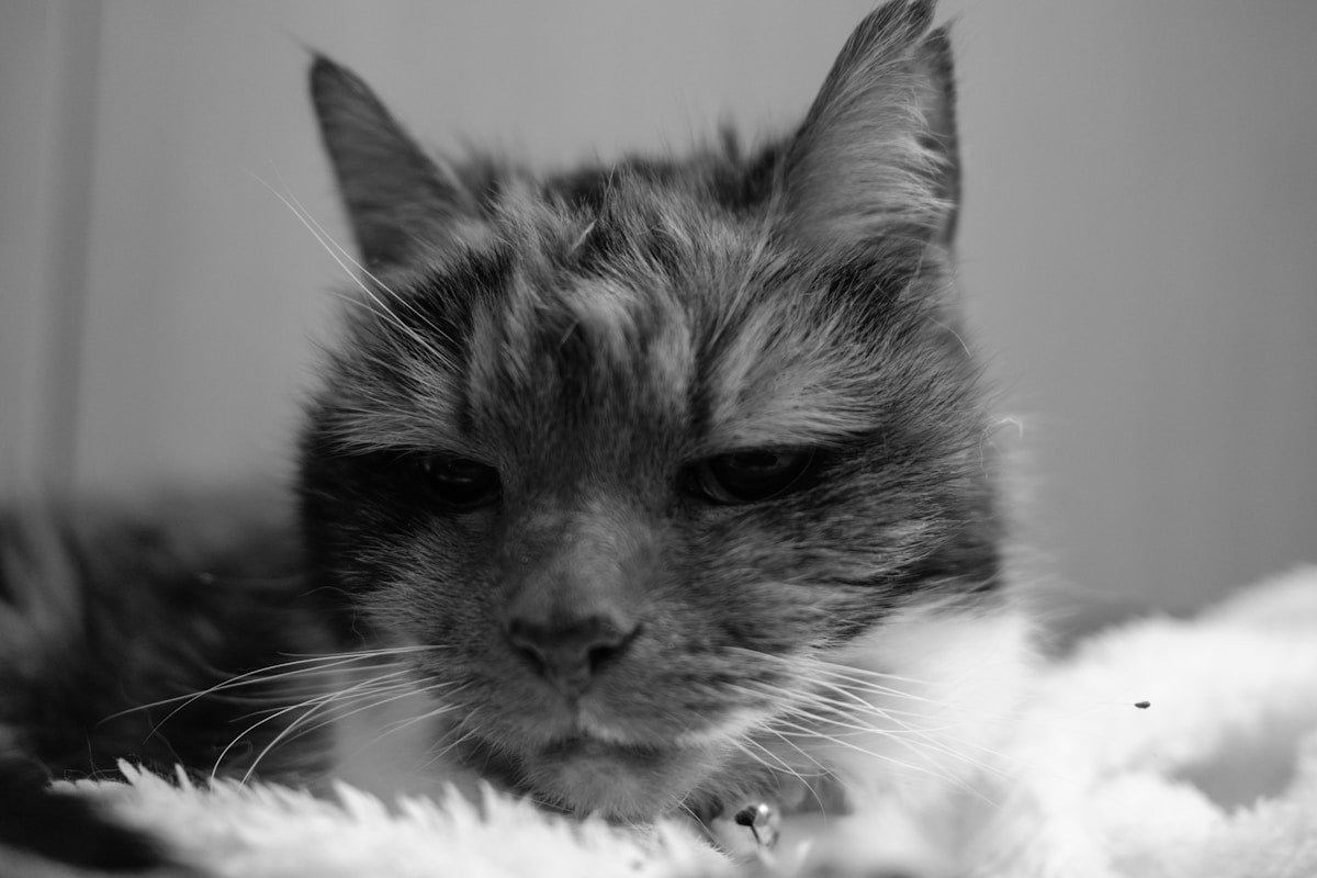 Feline Gum Disease in Senior Cats: Signs, Prevention & Gentle Care for Aging Felines (2026)