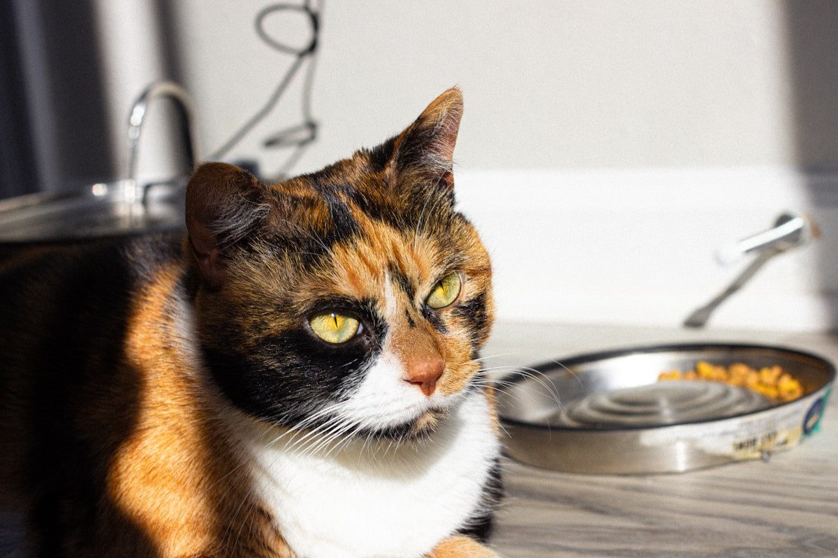 Calico cat sitting next to food bowl for dental-friendly diet article