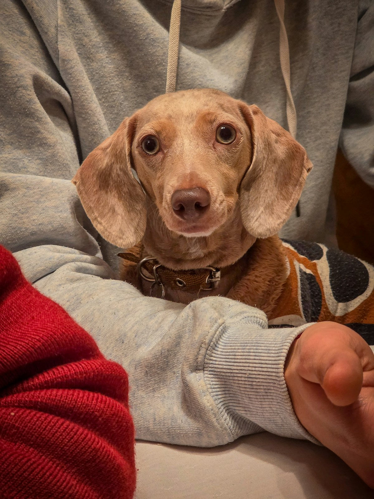Breed-Specific Dog Ear Cleaning: Complete Guide for Floppy, Erect & Prick Ear Types (2026)