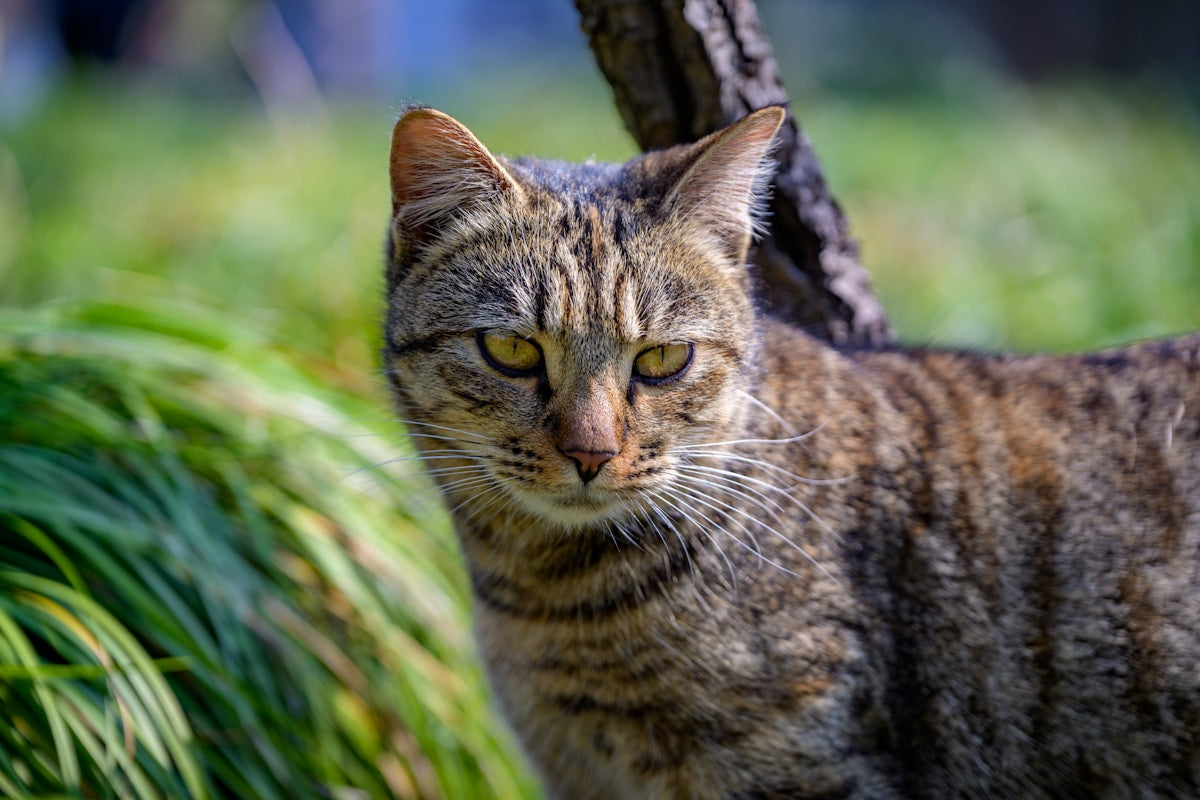 Cat ear care and ear infection prevention