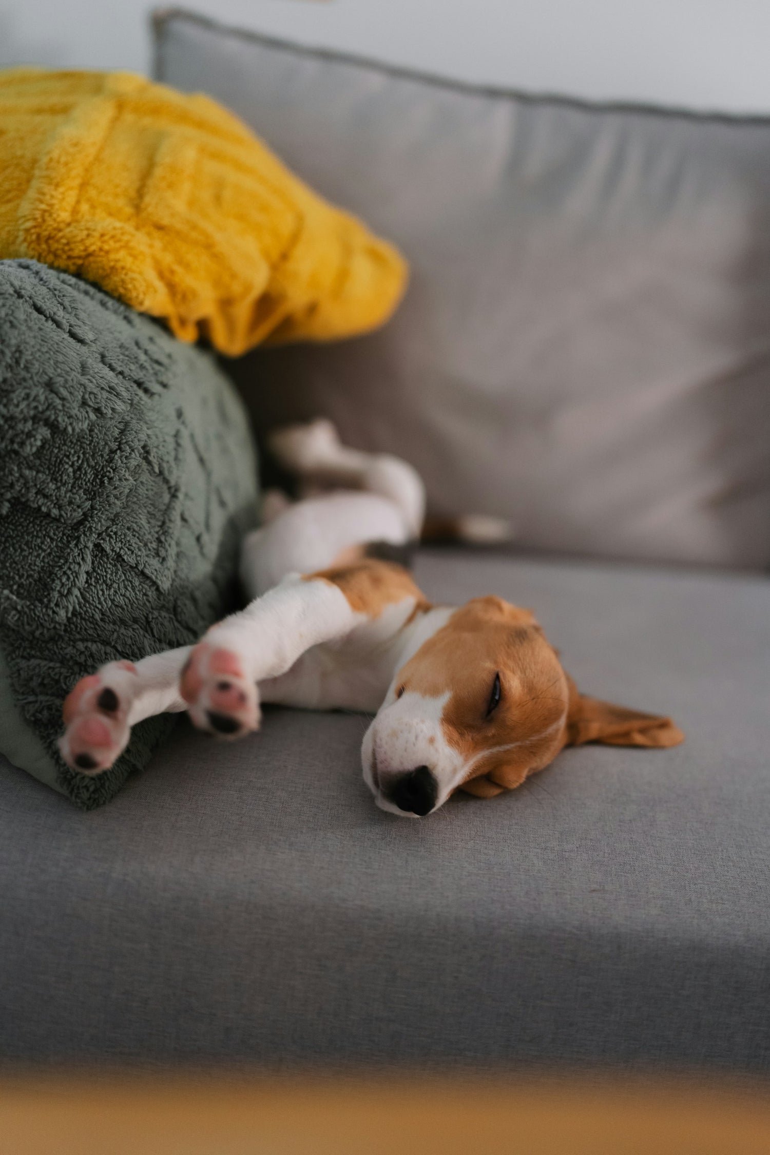 Beagle puppy yawning showing teeth