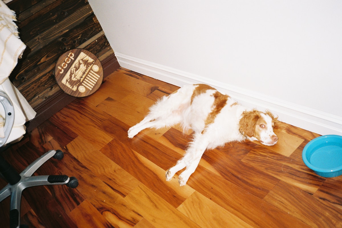 Gentle Dental Care for Nervous & Anxious Pets: Stress-Free Oral Hygiene Guide (2026)